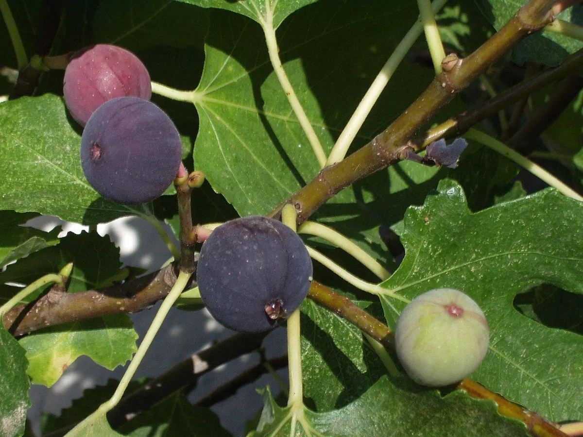 Grow and Ripen Figs in a UK Climate: A Practical Guide