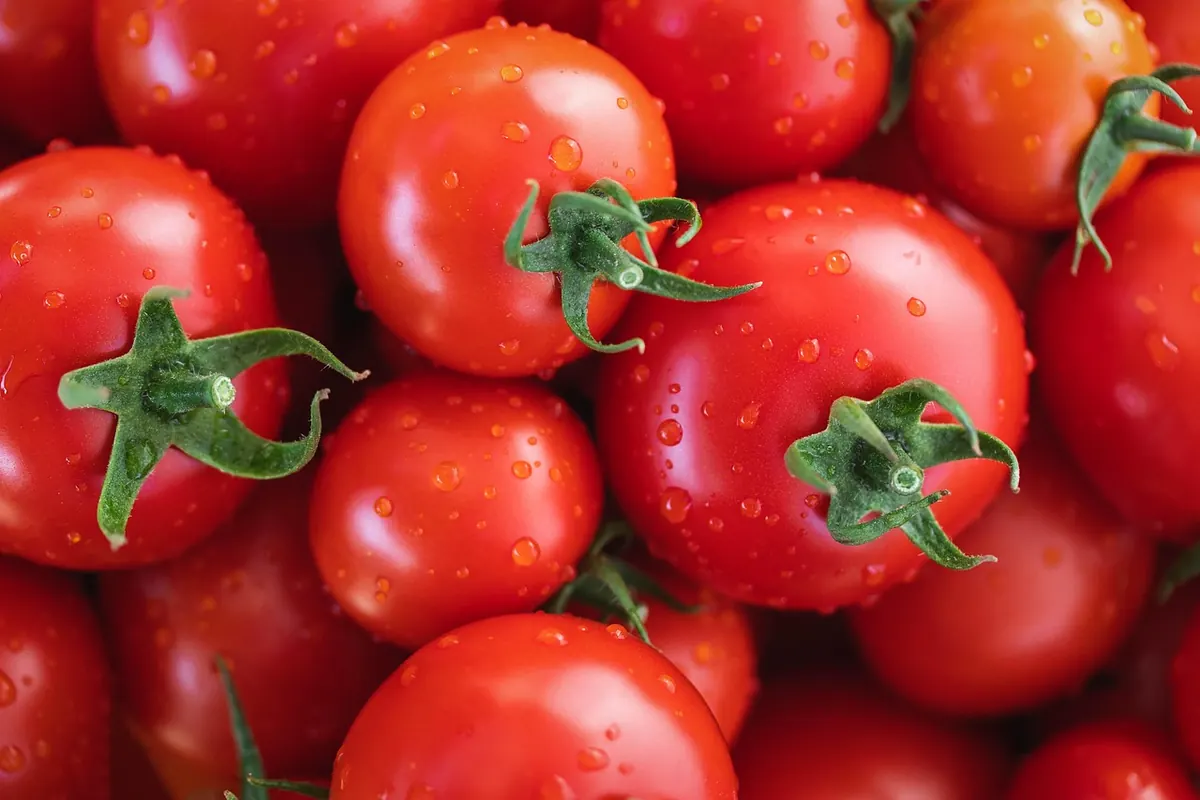 How to Ripen Green Tomatoes Indoors Before Frost