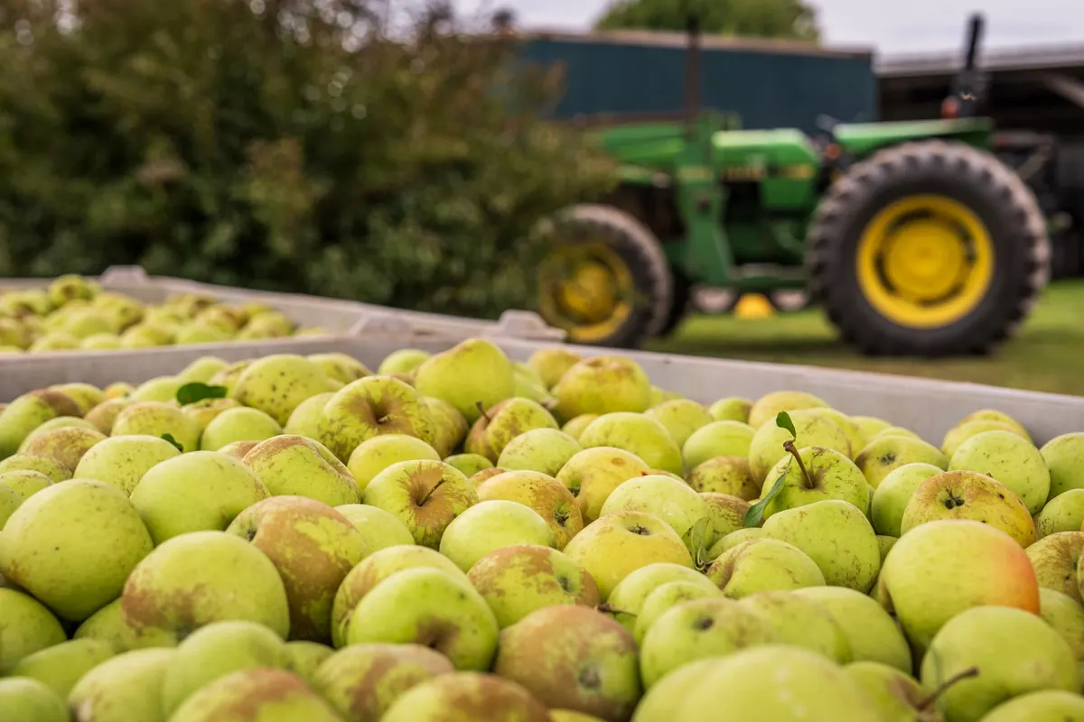 Seasonal UK Fruit Ripening Calendar: Month-by-Month Picking and Ripening